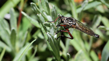 Wallpaper thumb: Robber Fly (Zosteria sp)